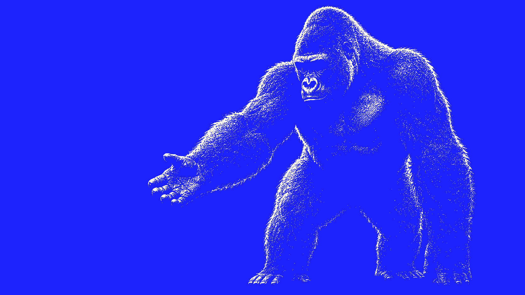 Harambe silverback reaching out, riso blue duotone